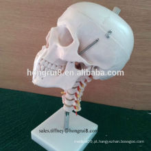 Modelo de crânio de PVC durável ISO com modelo de espinha cervical, crânio humano
